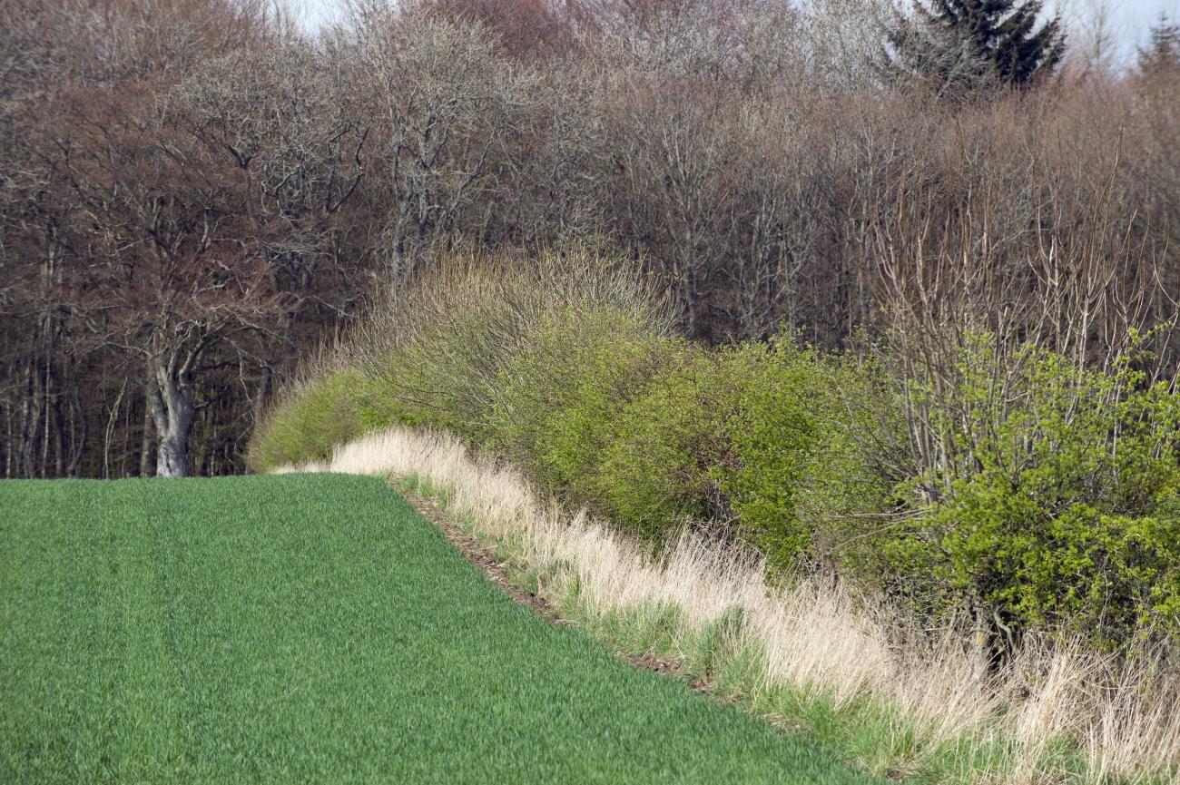 Restored hedgerow at Hewitson Farms