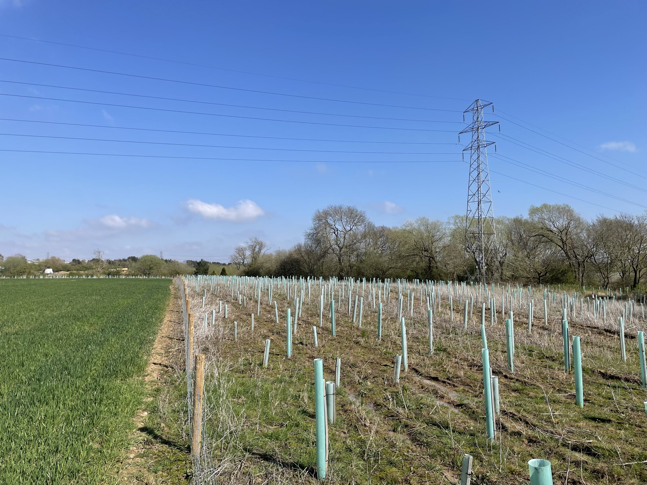Newly planted woodland at Teesside Grange
